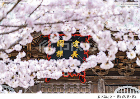 【神奈川県】鎌倉の建長寺に咲き誇る満開の桜 98369795