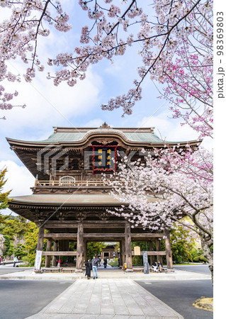 【神奈川県】鎌倉の建長寺に咲き誇る満開の桜 98369803