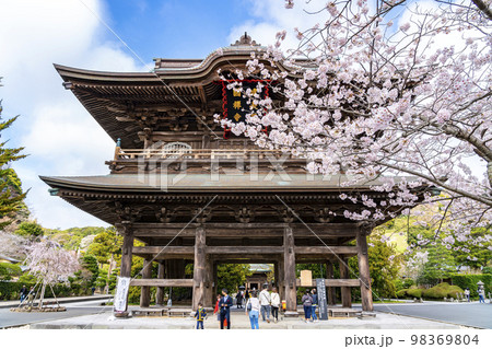 【神奈川県】鎌倉の建長寺に咲き誇る満開の桜 98369804
