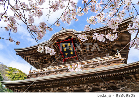 【神奈川県】鎌倉の建長寺に咲き誇る満開の桜 98369808
