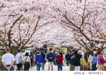 【神奈川県】鎌倉の建長寺に咲き誇る満開の桜 98369811