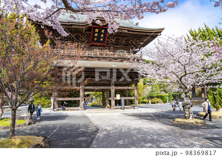 【神奈川県】鎌倉の建長寺に咲き誇る満開の桜 98369817