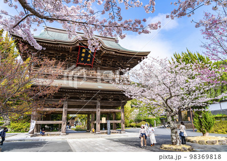 【神奈川県】鎌倉の建長寺に咲き誇る満開の桜 98369818