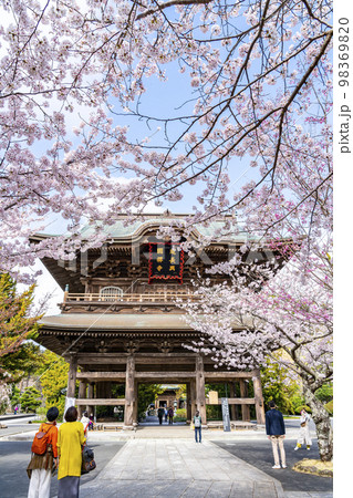 【神奈川県】鎌倉の建長寺に咲き誇る満開の桜 98369820