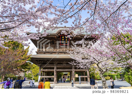 【神奈川県】鎌倉の建長寺に咲き誇る満開の桜 98369821