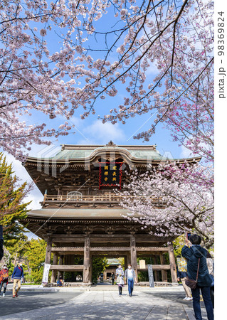 【神奈川県】鎌倉の建長寺に咲き誇る満開の桜 98369824