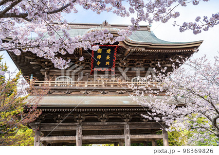 【神奈川県】鎌倉の建長寺に咲き誇る満開の桜 98369826