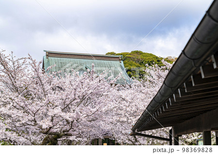 【神奈川県】鎌倉の建長寺に咲き誇る満開の桜 98369828