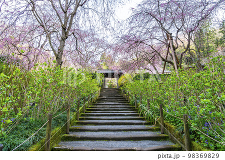 【神奈川県】鎌倉の明月院に咲く枝垂桜 【神奈川県】鎌倉の明月院に咲く枝垂桜 98369829