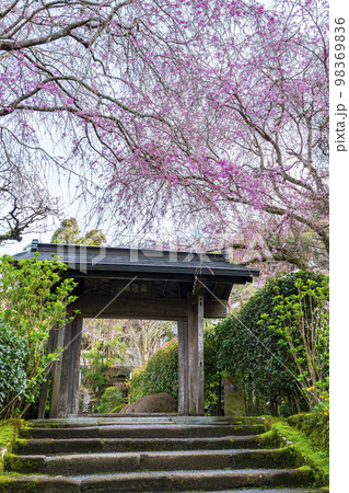 【神奈川県】鎌倉の明月院に咲く枝垂桜 【神奈川県】鎌倉の明月院に咲く枝垂桜 98369836