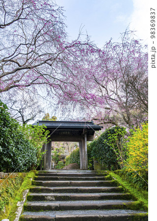 【神奈川県】鎌倉の明月院に咲く枝垂桜 【神奈川県】鎌倉の明月院に咲く枝垂桜 98369837