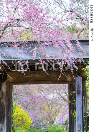 【神奈川県】鎌倉の明月院に咲く枝垂桜 【神奈川県】鎌倉の明月院に咲く枝垂桜 98369843