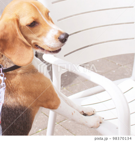 テラス席で待つビーグル犬 テラス席で待つビーグル犬 98370134