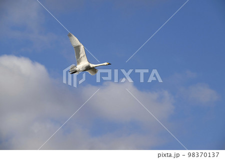 コハクチョウ コハクチョウ 98370137