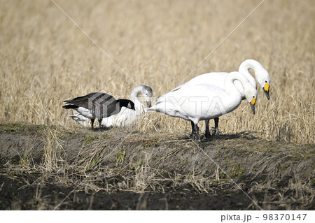 シジュウカラガン 98370147