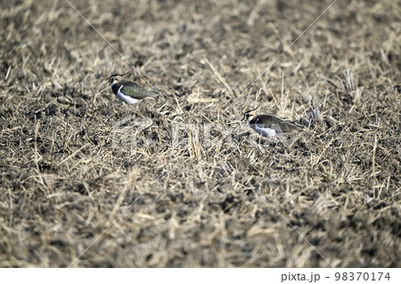 タゲリ タゲリ 98370174