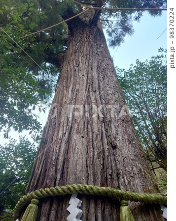 ご神木 98370224