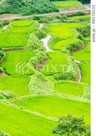 新潟県　星峠の棚田　～夏～ 98370232