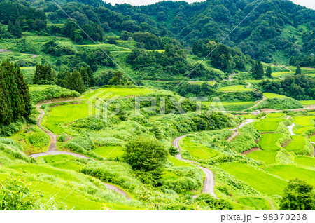 新潟県　星峠の棚田　～夏～ 98370238