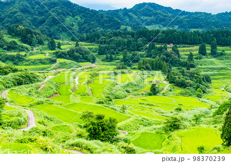 新潟県　星峠の棚田　～夏～ 98370239