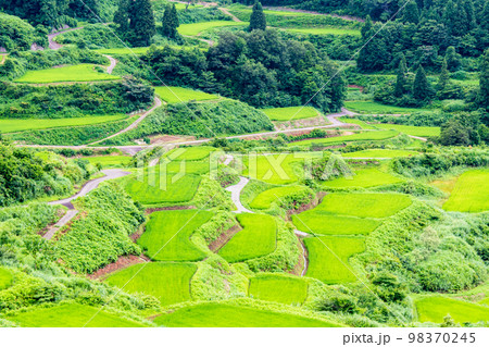 新潟県　星峠の棚田　～夏～ 98370245