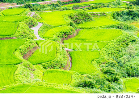 新潟県　星峠の棚田　～夏～ 98370247