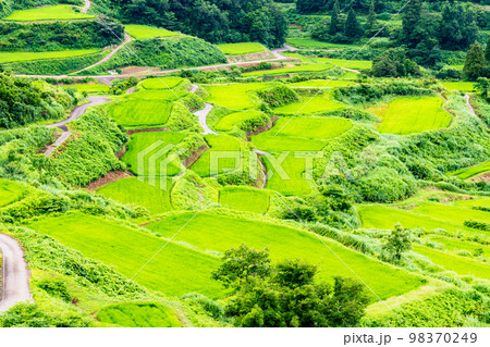 新潟県 星峠の棚田 ~夏~ 新潟県 星峠の棚田 ~夏~ 98370249