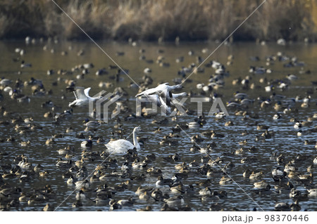 ハクガン ハクガン 98370446