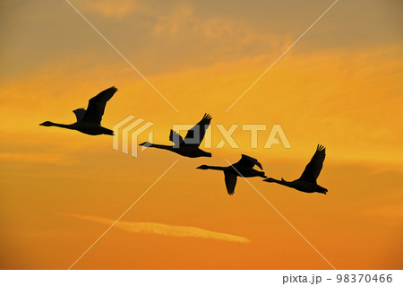 夕空と白鳥 夕空と白鳥 98370466