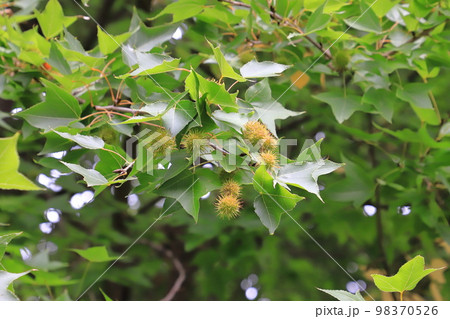 実をつけた楓（フウ）の木　 98370526