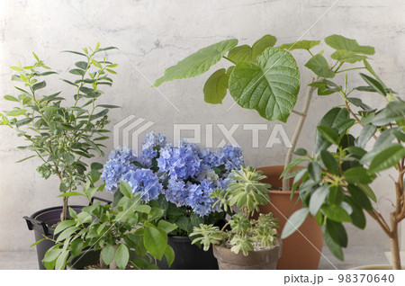 観葉植物のある部屋 観葉植物のある部屋 98370640