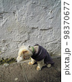 セーターを着た犬 98370677