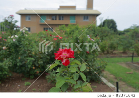 荒尾市　おもやい市民花壇　バラの花、 98371642
