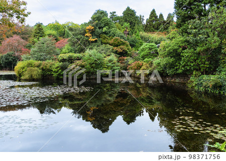 京都　雨の龍安寺紅葉の鏡容池 98371756