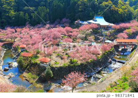 満開の桜（一心寺・大分市） 98371841