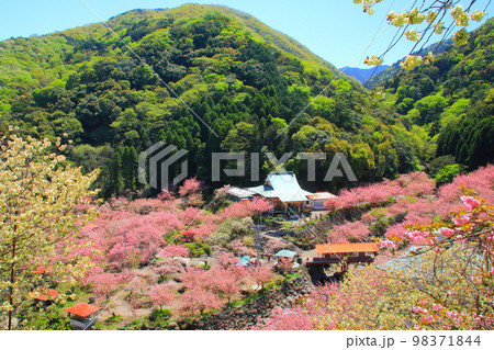 満開の桜（一心寺・大分市） 98371844