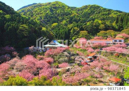 満開の桜（一心寺・大分市） 98371845