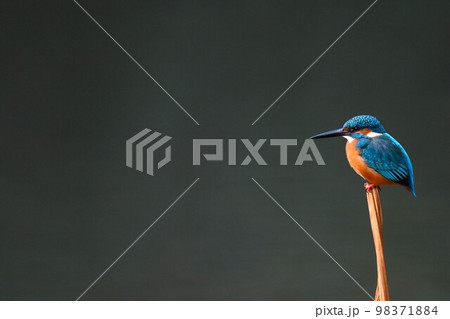 カワセミ 98371884