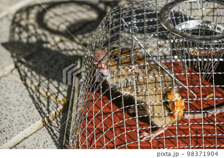 捕獲されたネズミ 捕獲されたネズミ 98371904