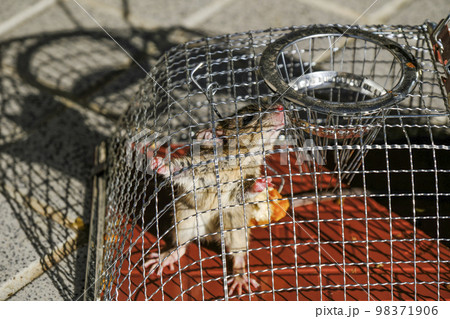 捕獲されたネズミ 捕獲されたネズミ 98371906