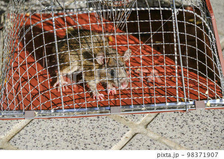 捕獲されたネズミ 捕獲されたネズミ 98371907