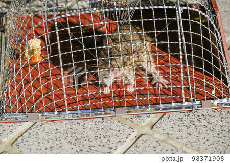 捕獲されたネズミ 98371908
