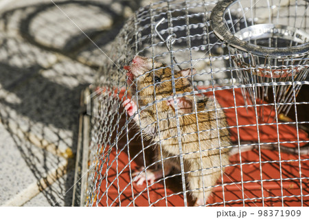捕獲されたネズミ 98371909