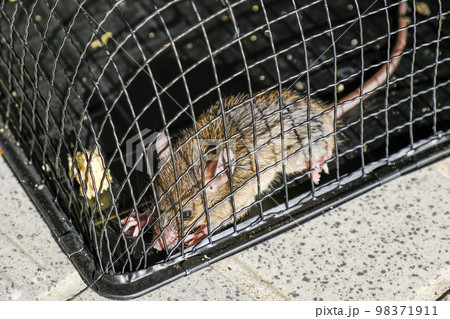 捕獲されたネズミ 98371911