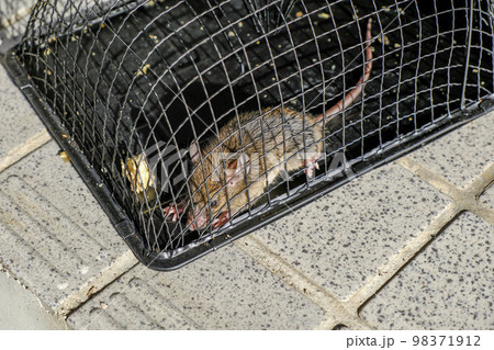 捕獲されたネズミ 98371912