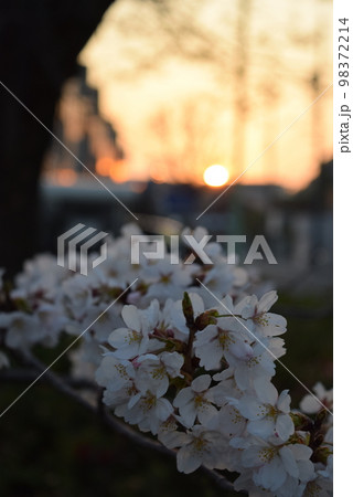 夕陽と桜 98372214