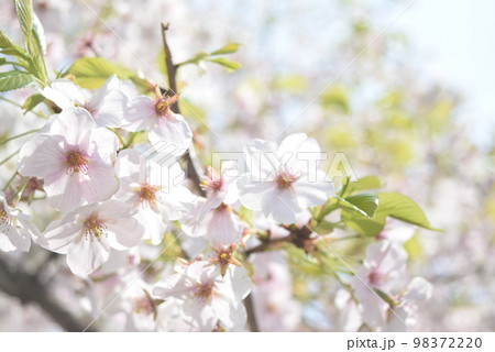 葉桜 葉桜 98372220