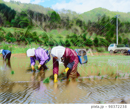 手植えの田植え風景 手植えの田植え風景 98372238