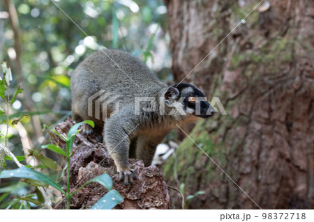 Common brown lemur, Eulemur fulvus, Madagascar wildlife Common brown lemur, Eulemur fulvus, Madagascar wildlife 98372718