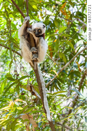 Coquerel's sifaka lemur, Propithecus coquereli, Madagascar wildlife Coquerel's sifaka lemur, Propithecus coquereli, Madagascar wildlife 98372721